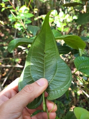 Dioscorea cordata