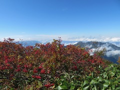 Sorbus sambucifolia