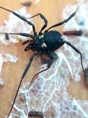 Nemastoma bimaculatum