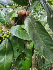 Ocotea leucoxylon
