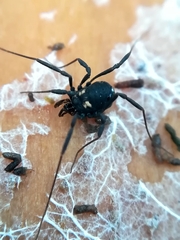 Nemastoma bimaculatum