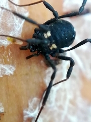 Nemastoma bimaculatum