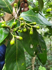 Ocotea leucoxylon