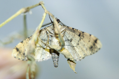 Peribatodes rhomboidaria