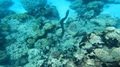 Gymnothorax javanicus