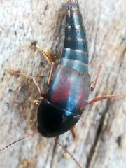 Sepedophilus