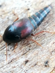 Sepedophilus