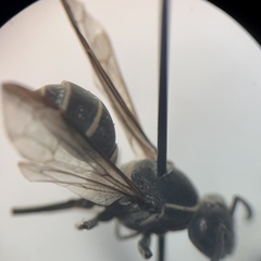 Polybia plebeja