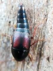 Sepedophilus