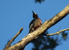 Melanerpes portoricensis