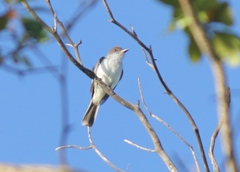 Myiarchus antillarum