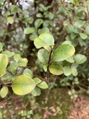 Syzygium elliptifolium