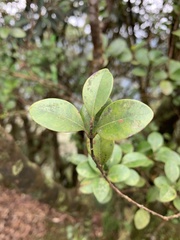 Syzygium elliptifolium