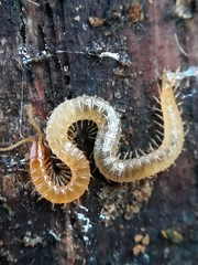 Schendyla nemorensis