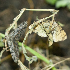 Peribatodes rhomboidaria