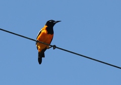 Icterus icterus