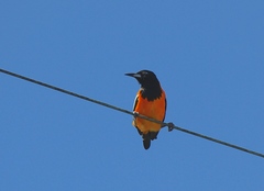 Icterus icterus