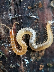 Schendyla nemorensis