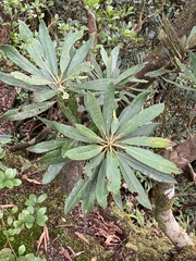 Rhododendron formosanum