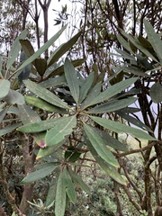 Rhododendron formosanum