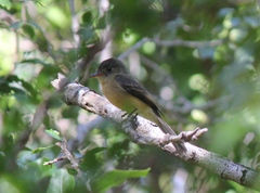 Contopus latirostris blancoi