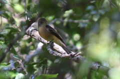 Contopus latirostris blancoi