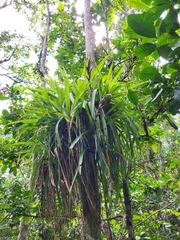 Guzmania monostachia