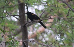 Icterus portoricensis