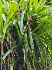 Guzmania monostachia
