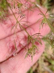 Galium setaceum