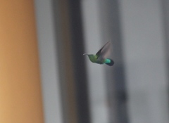 Eulampis holosericeus