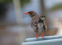 Turdus plumbeus