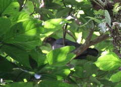 Patagioenas squamosa