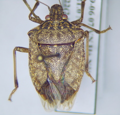 Halyomorpha