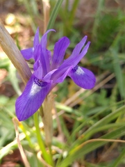Moraea sisyrinchium