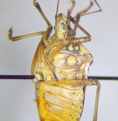 Halyomorpha
