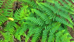 Pteridium aquilinum
