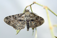 Peribatodes rhomboidaria