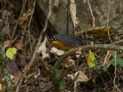 Basileuterus lachrymosus