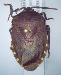 Coridius