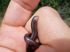 Afrotyphlops fornasinii