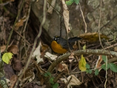 Basileuterus lachrymosus