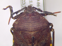 Coridius