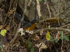 Basileuterus lachrymosus