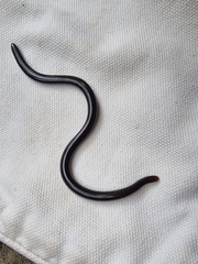 Afrotyphlops fornasinii