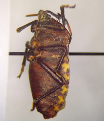 Coridius
