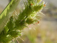 Cenchrus longispinus