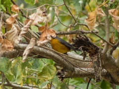 Basileuterus lachrymosus