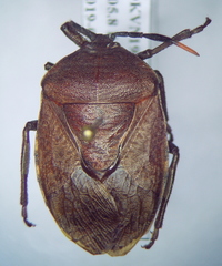 Coridius