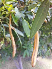 Senna corymbosa